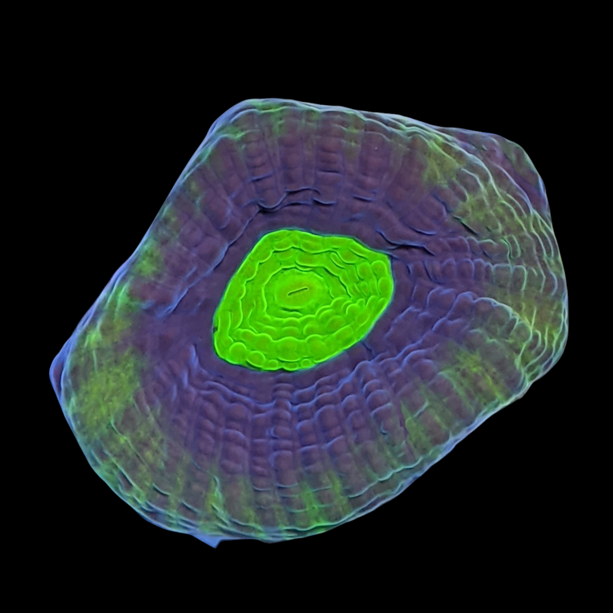 Dragon Soul Goniastrea