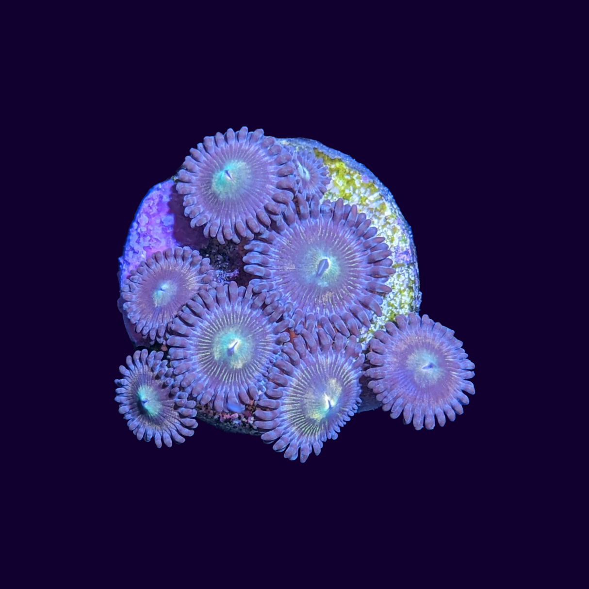 Zoa Frag