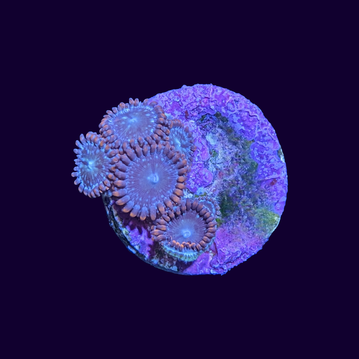 Alpha and Omega Zoa Frag