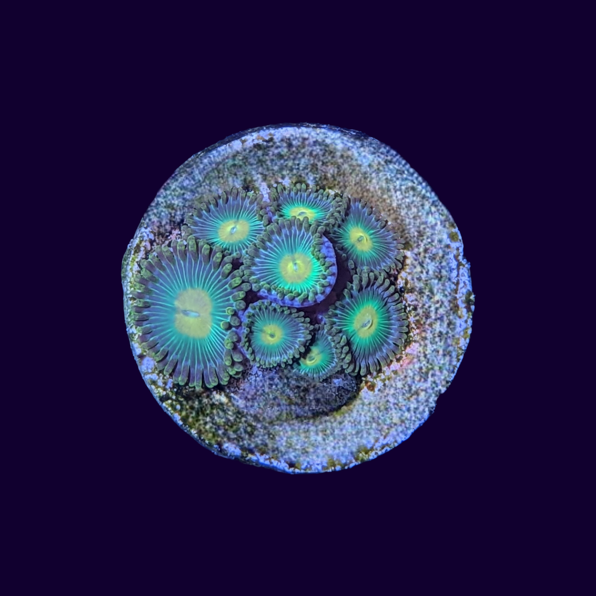 John Deere Zoa Frag