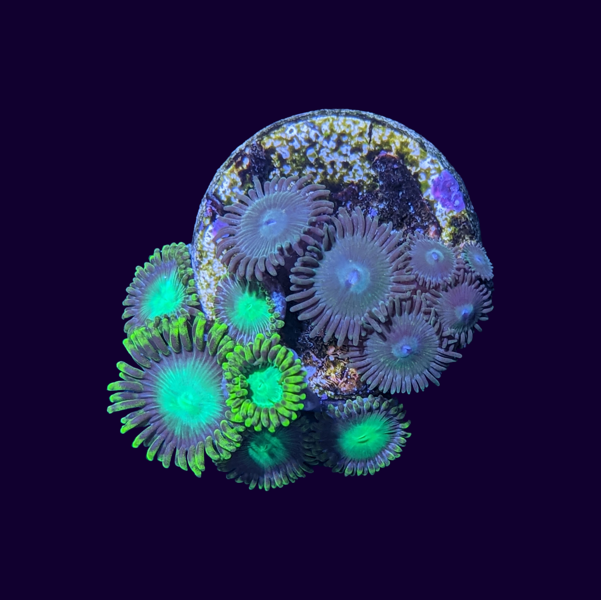 Radioactive Dragons Eye Mixed Zoa Frag