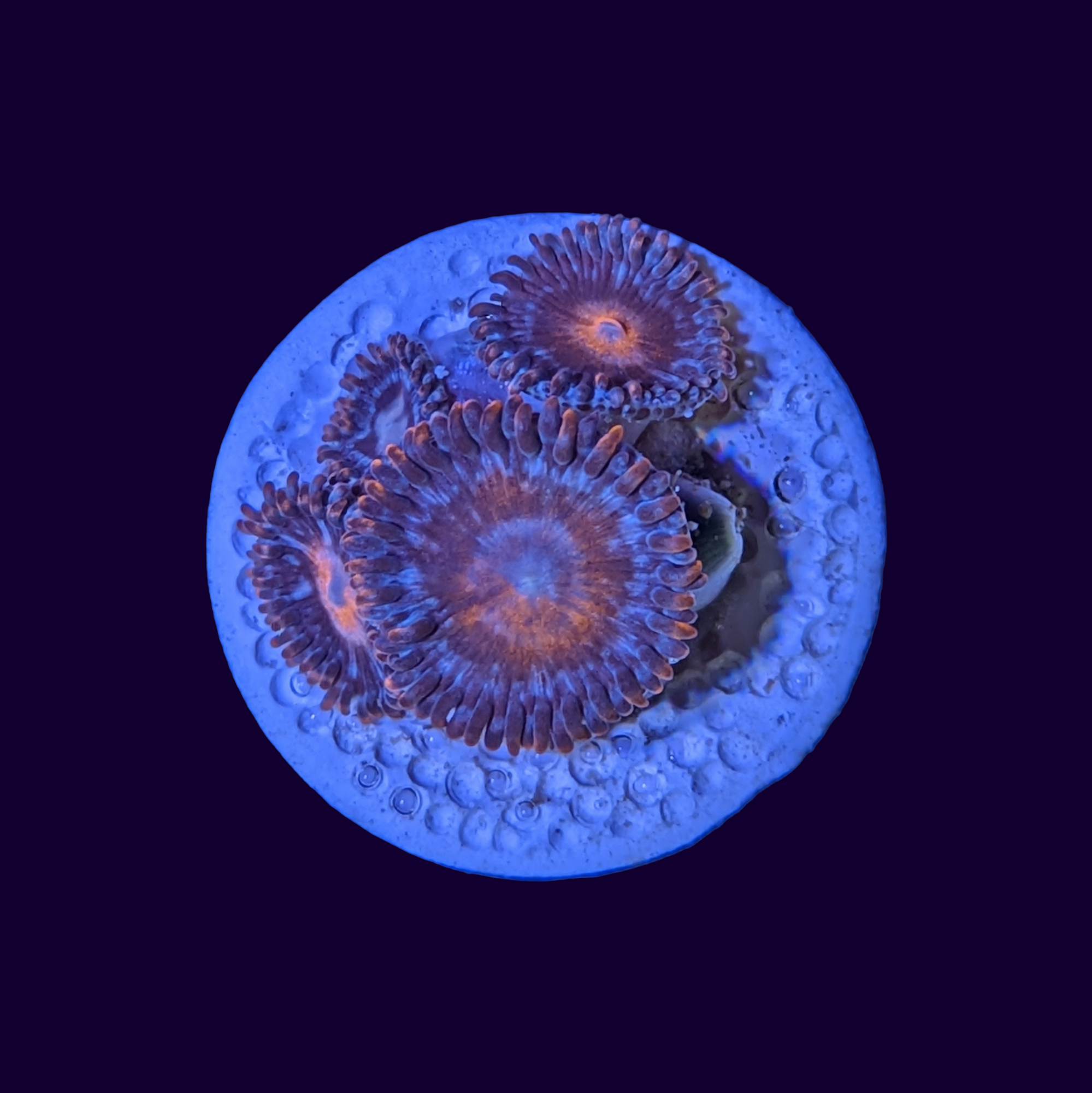 Zoa Frag