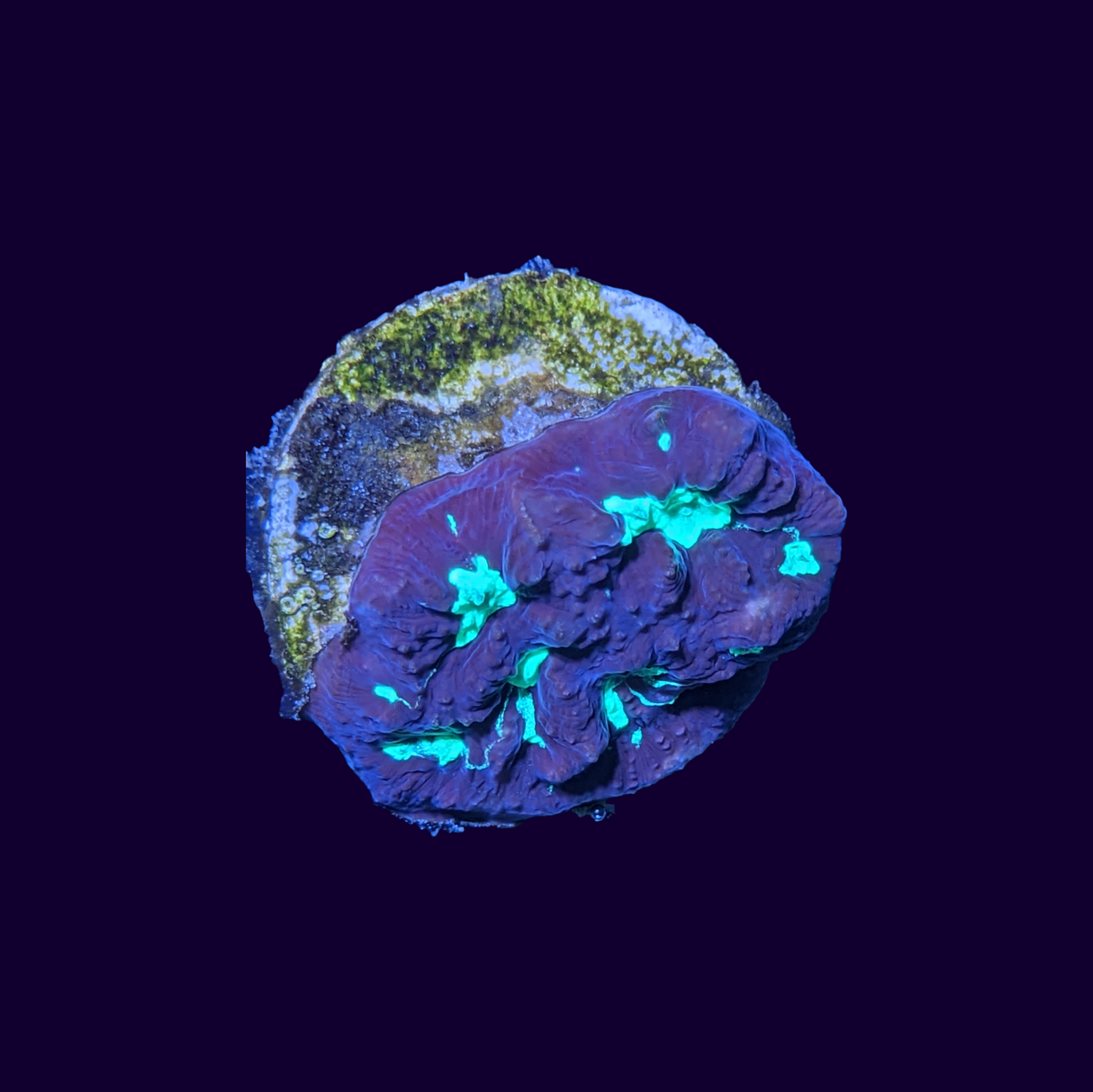 Red and Green Favites