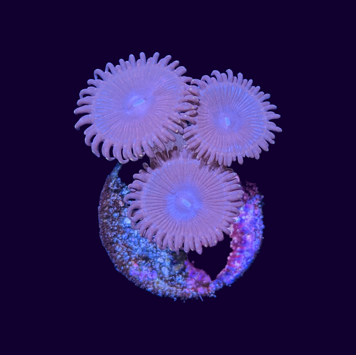 Zoas Frag