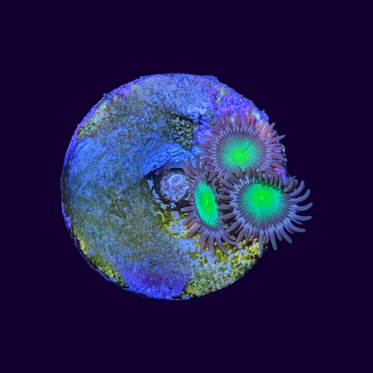 Zoas Frag