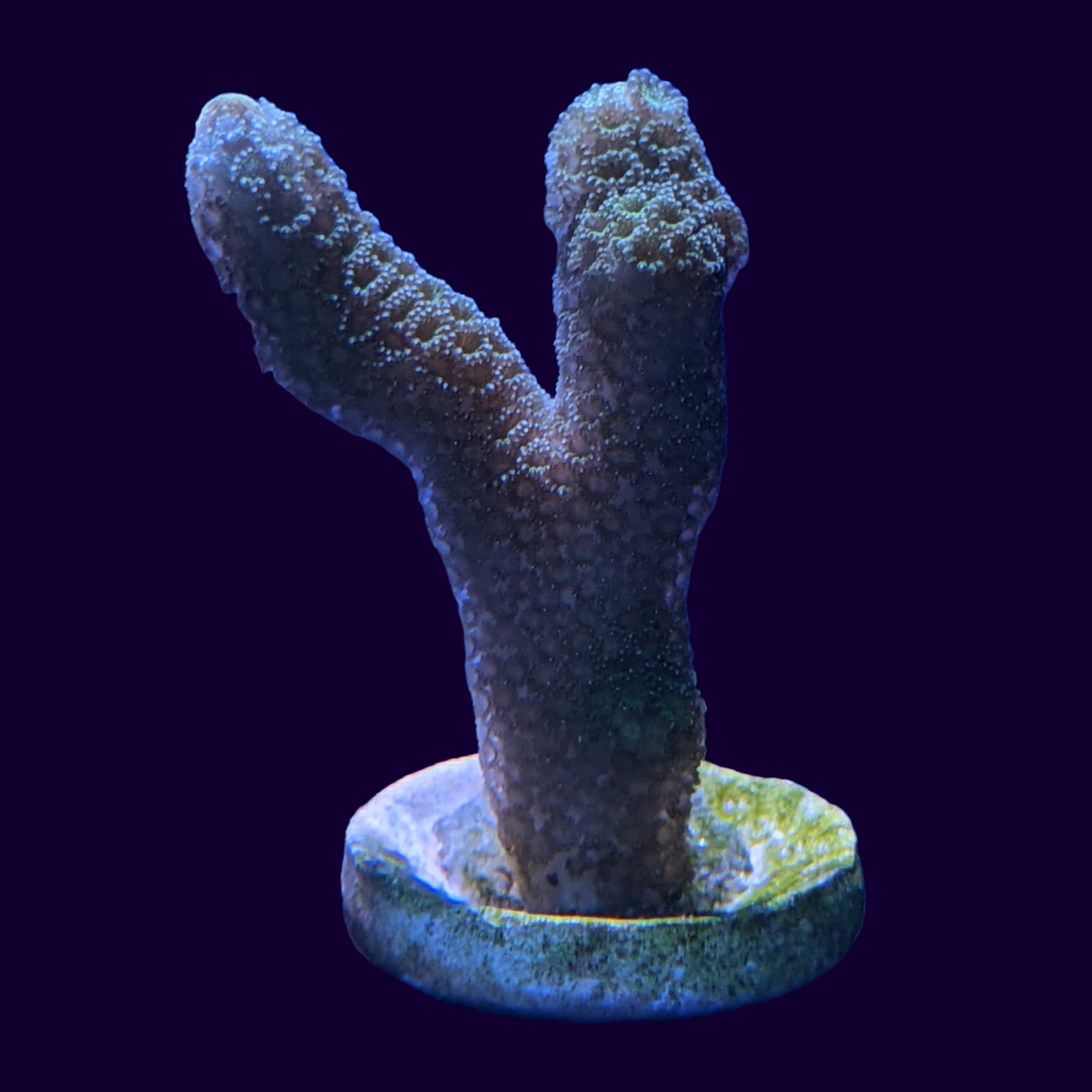 Green Montipora digitata (UK Grown)