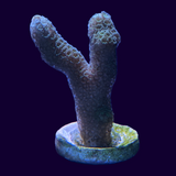 Green Montipora digitata (UK Grown)