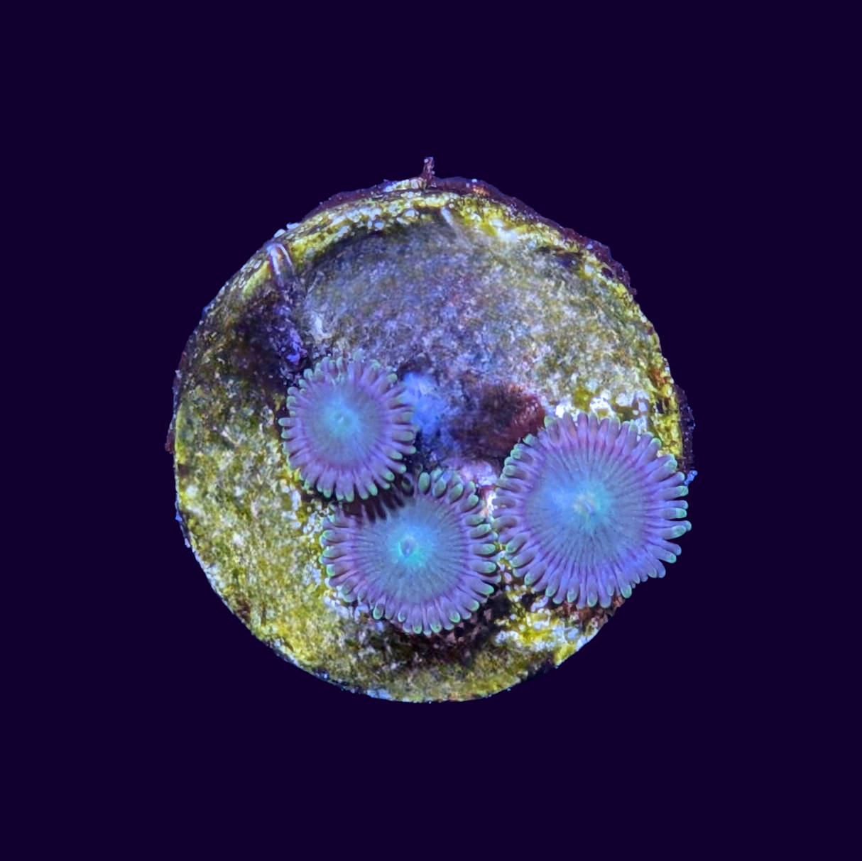 Zoa Frag