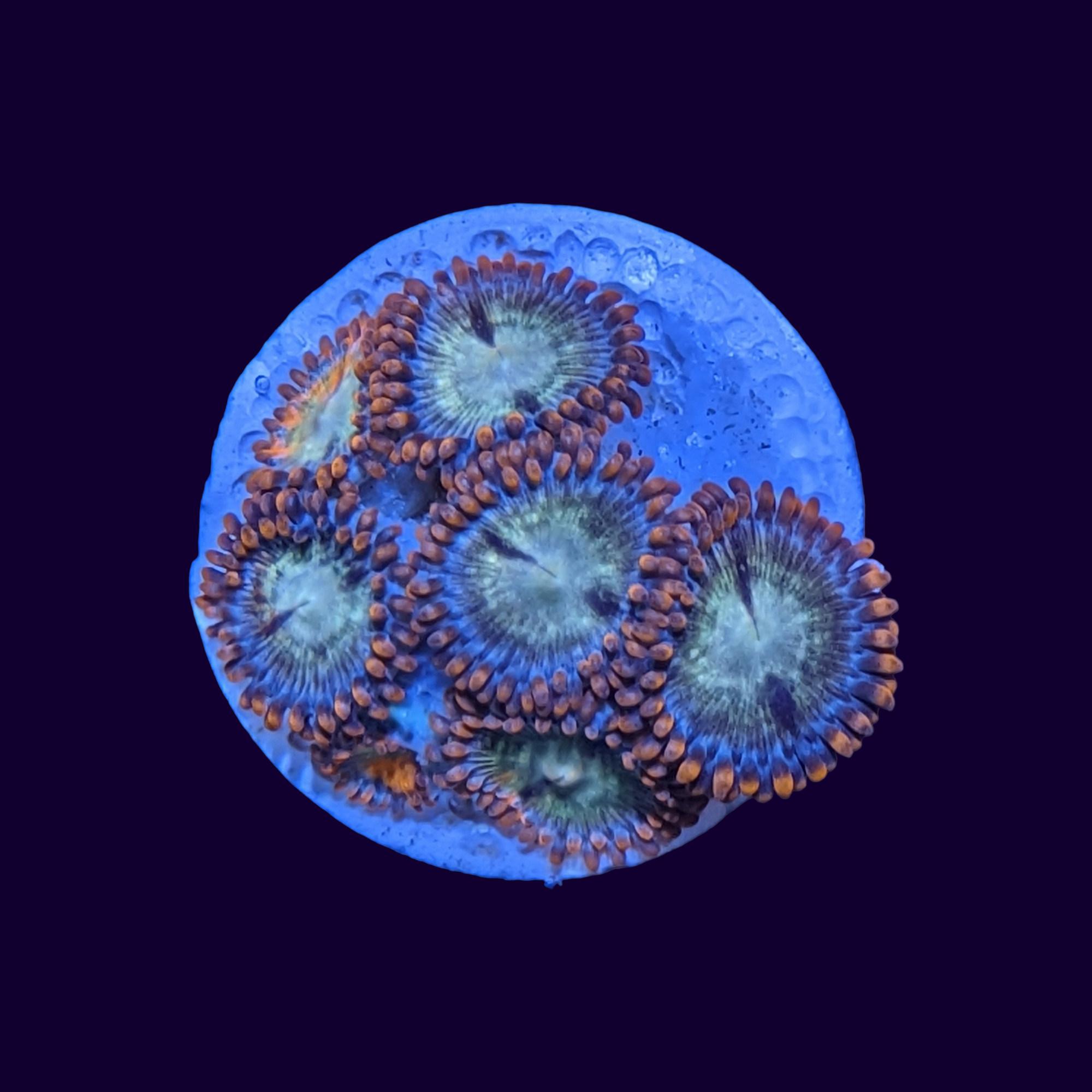 Firestorm Zoa Frag