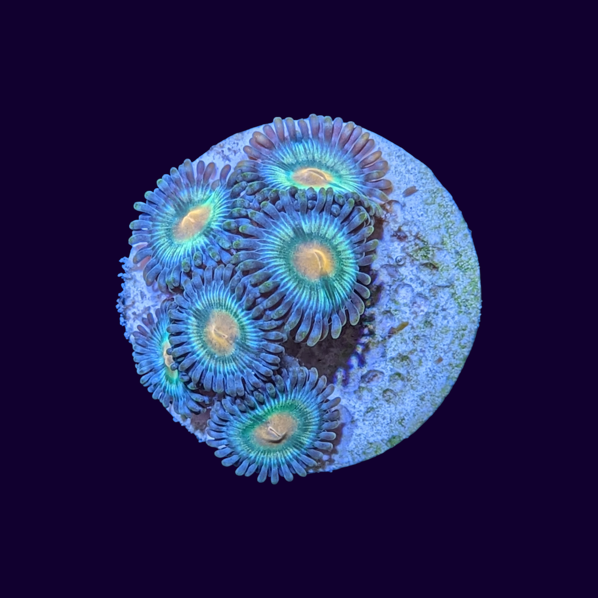 Green Bay Packers Zoa Frag