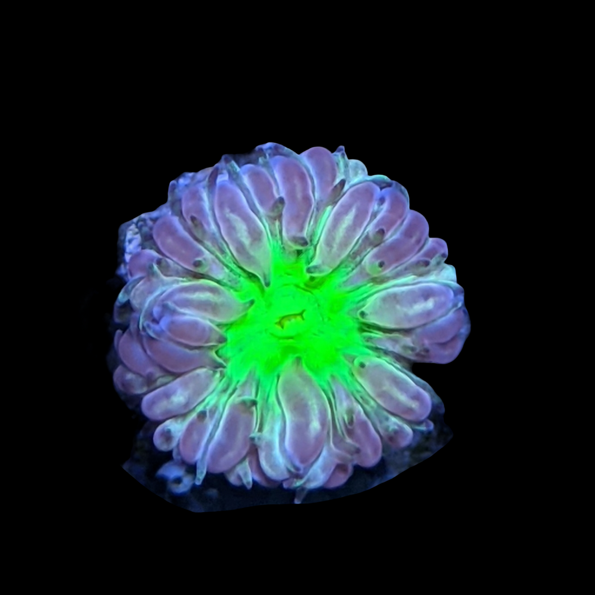 1 Head Red & Green Blastomussa
