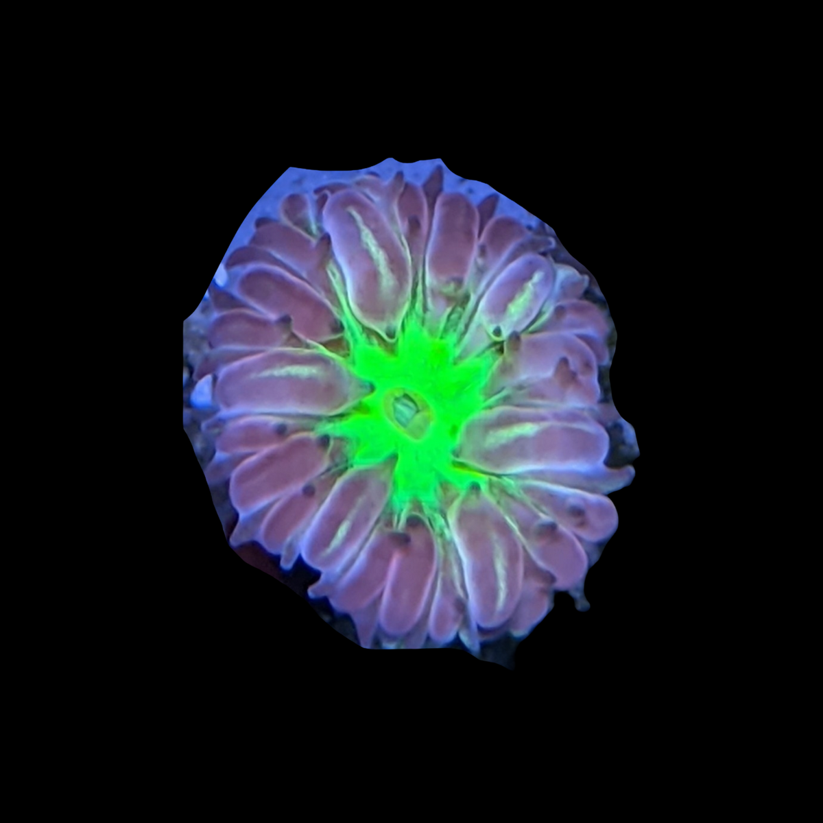 1 Head Red & Green Blastomussa