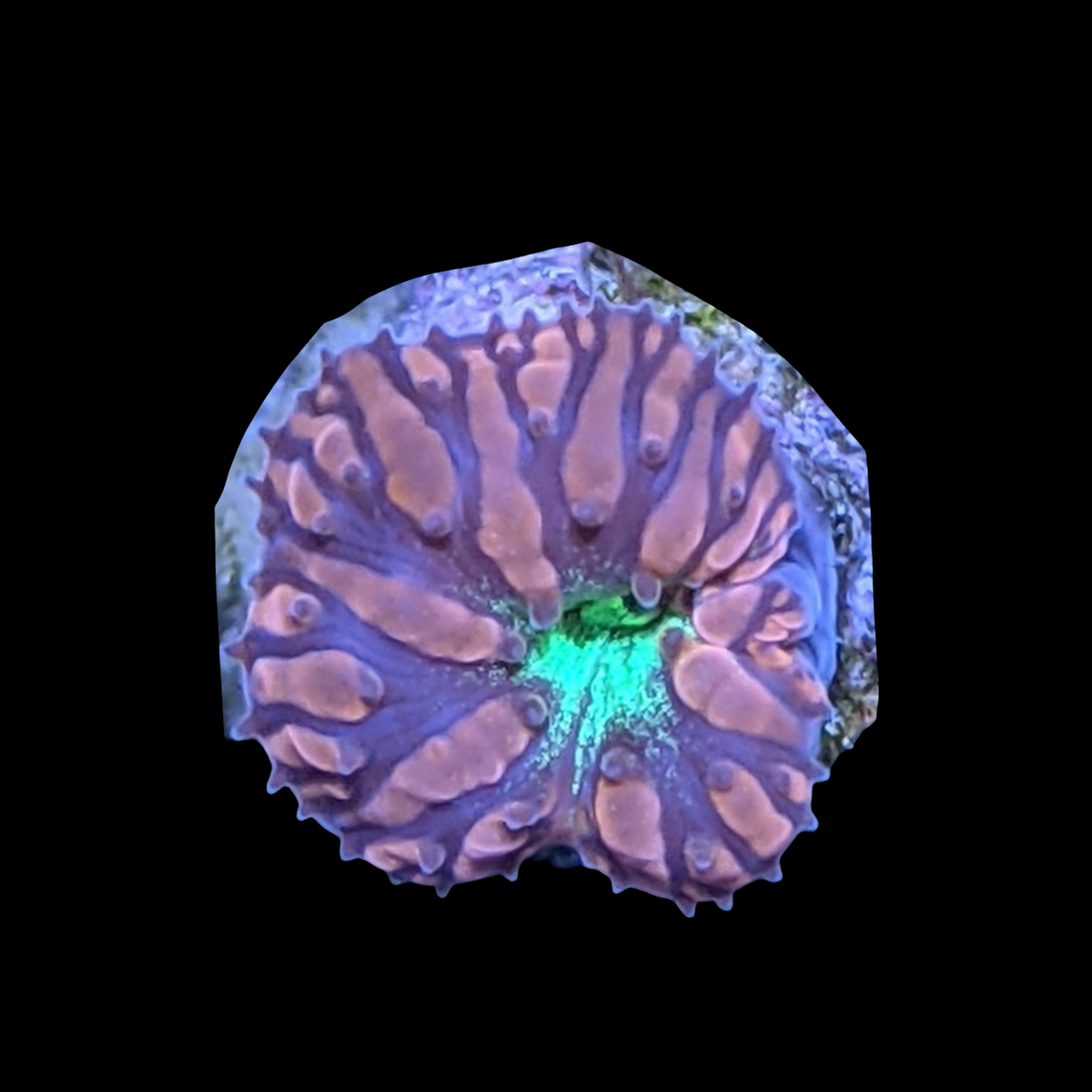 1 Head Red & Green Blastomussa