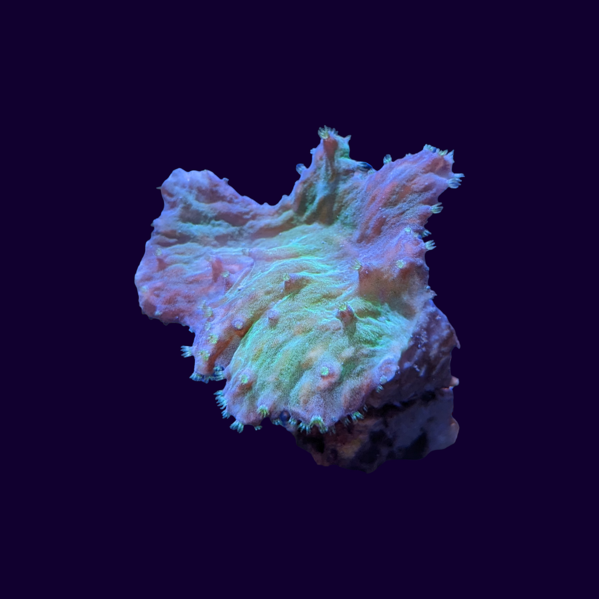 Green Cabbage Leather Coral