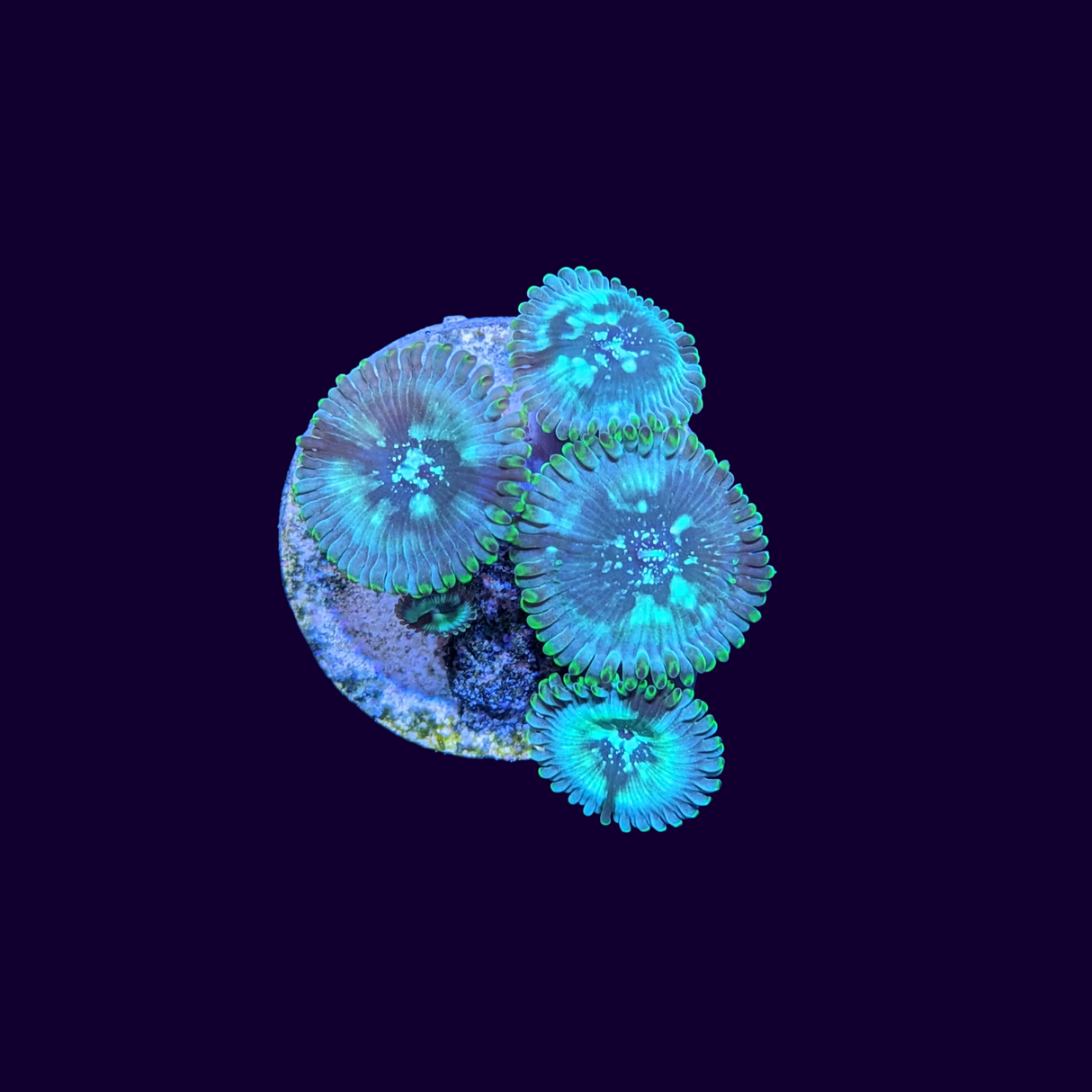Hawaiian People Eater Zoa Frag