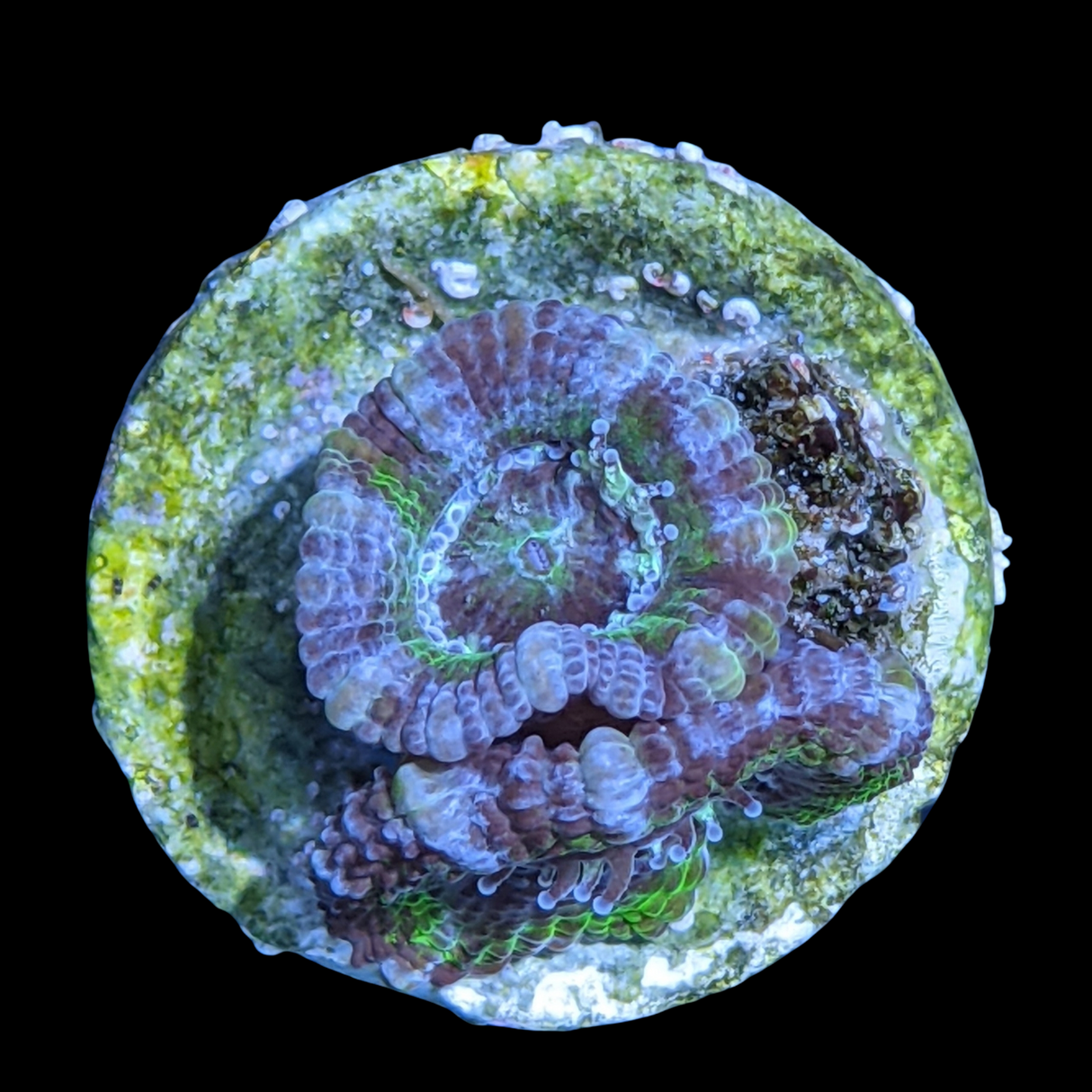 Acanthastrea Lordhowensi