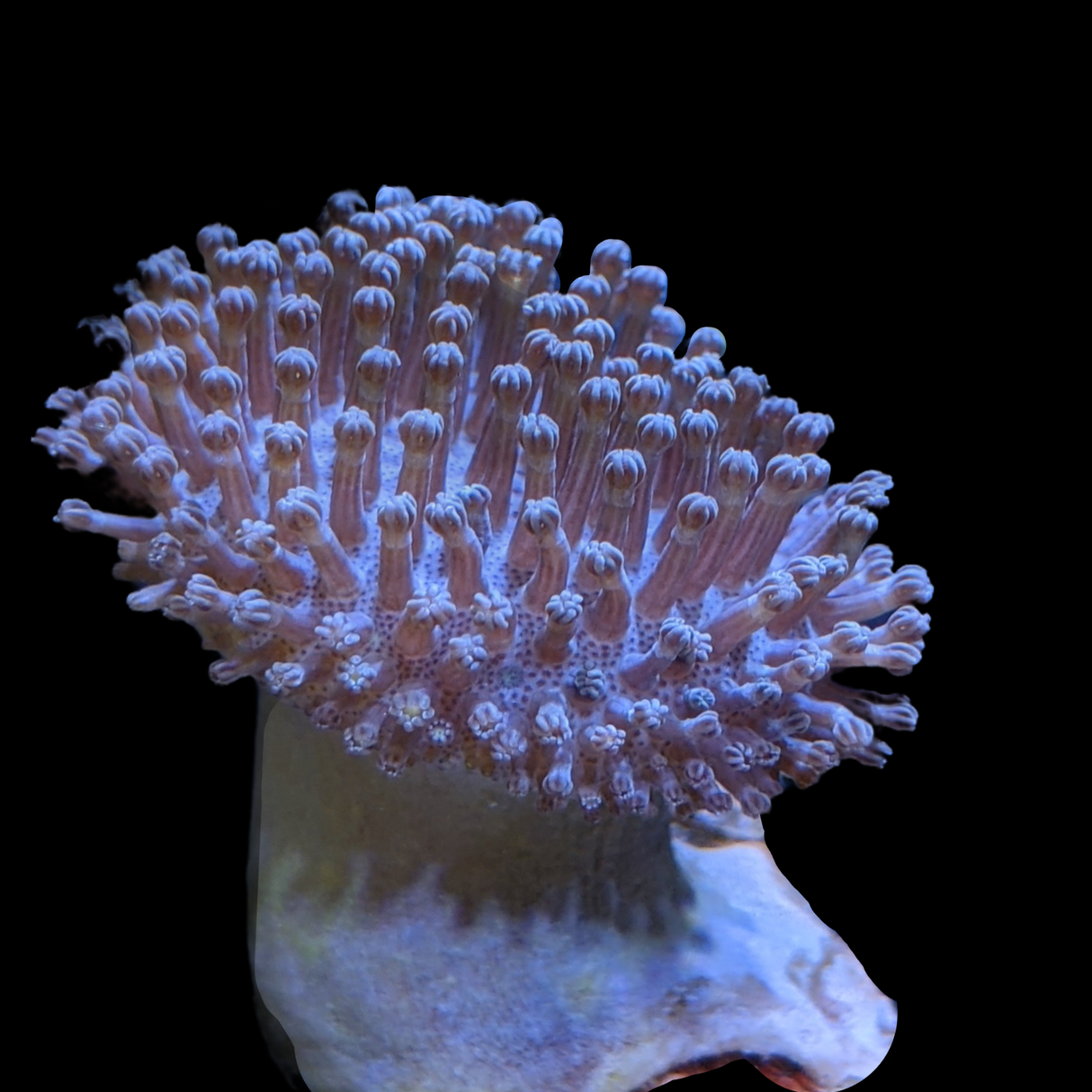 Aquacultured Indonesian Toadstool