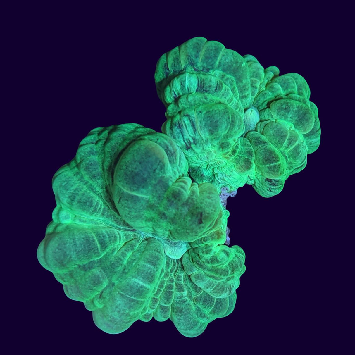 2 Head Green Candy Cane