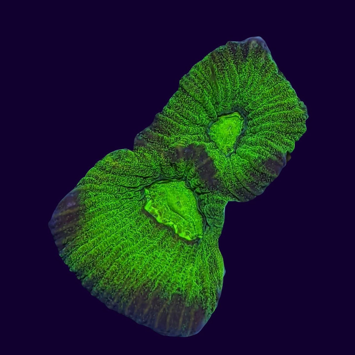 Dragon Soul Goniastrea