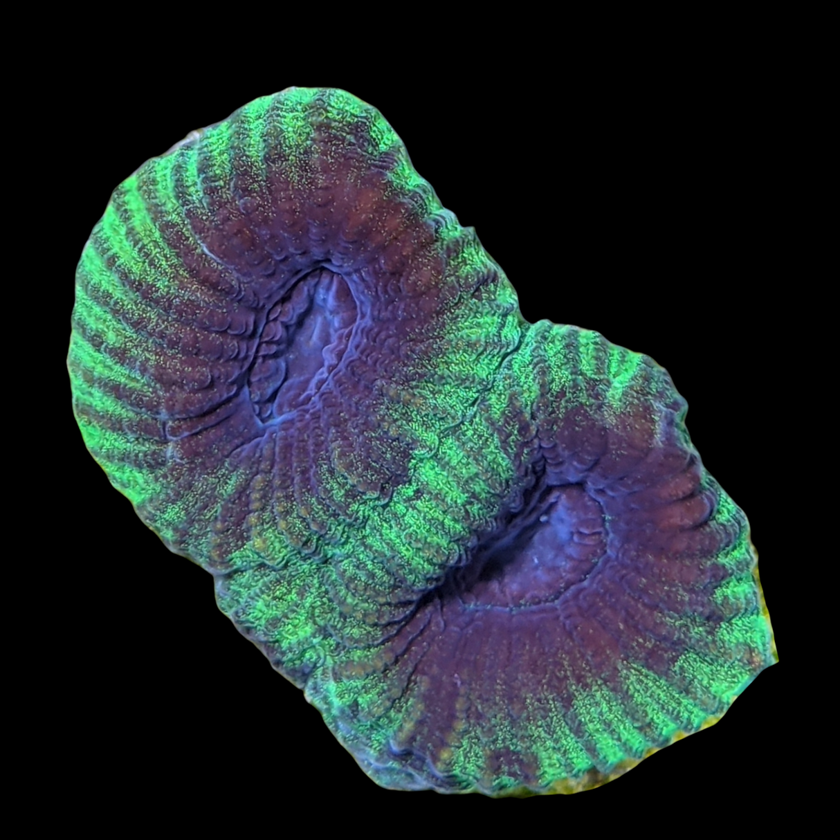 Green / Purple Favia