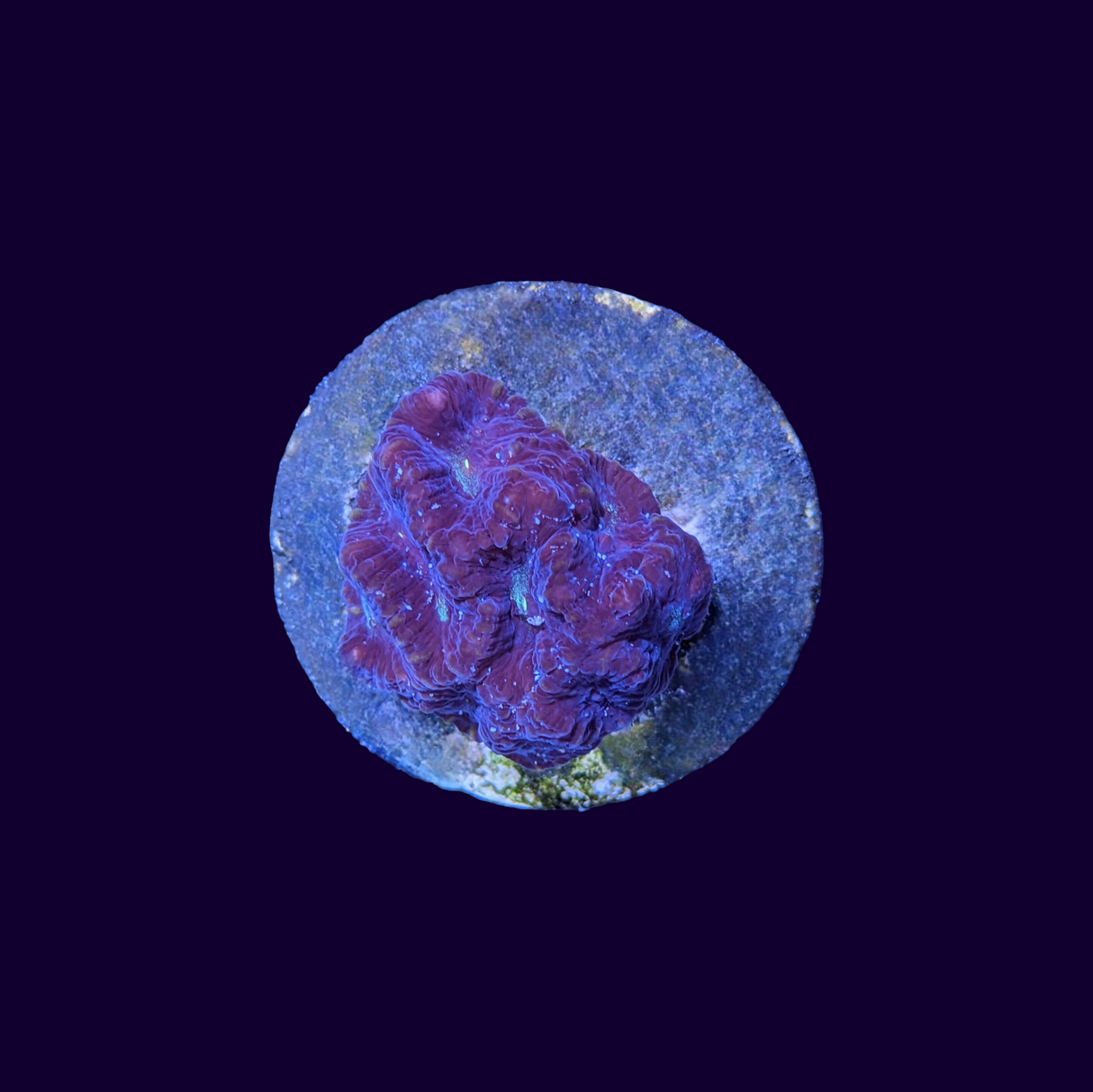 Favites Coral