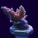 Acropora Frag (UK Grown)