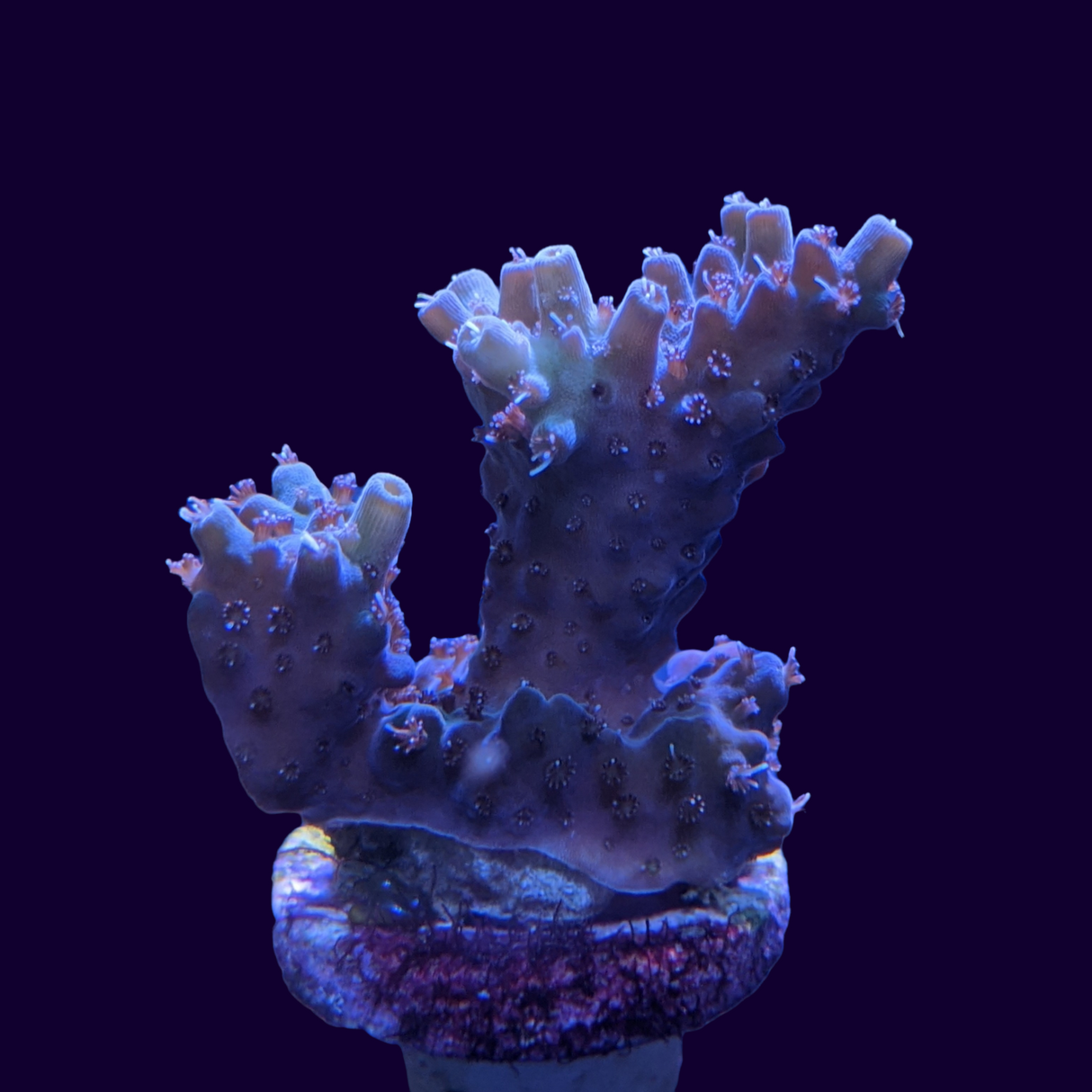 Acropora Frag (UK Grown)