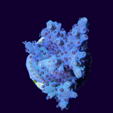 Acropora Frag (UK Grown)