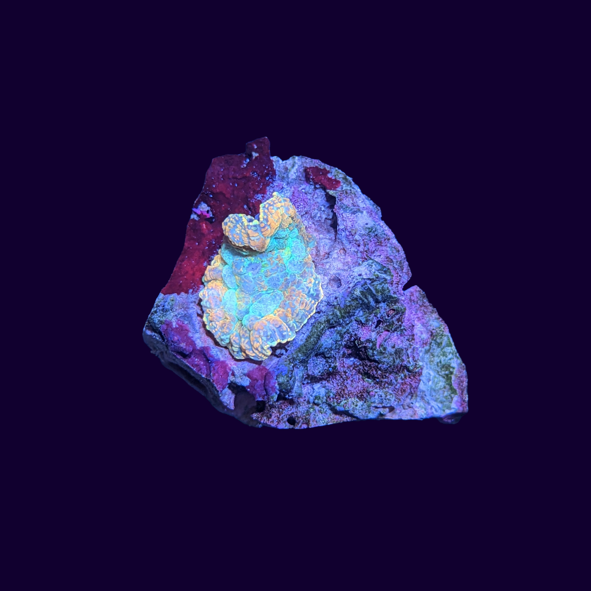 Rhodactis Mushroom