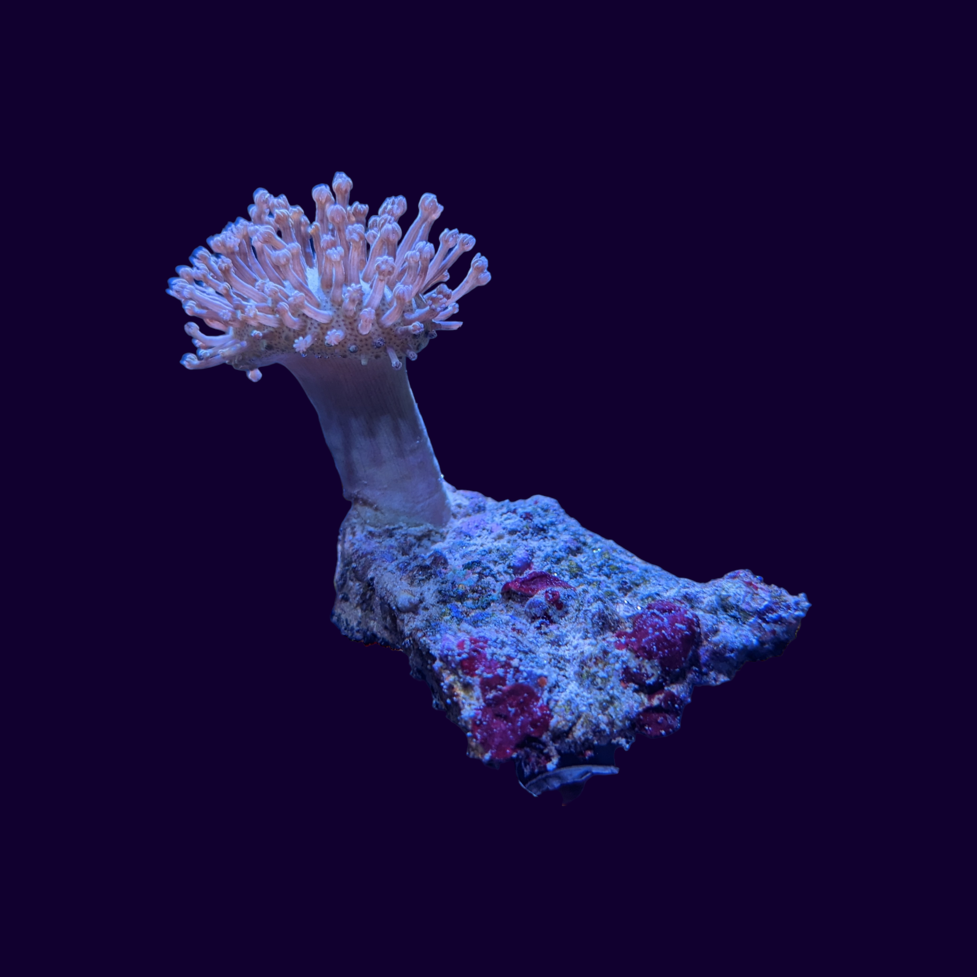 Toadstool Frag