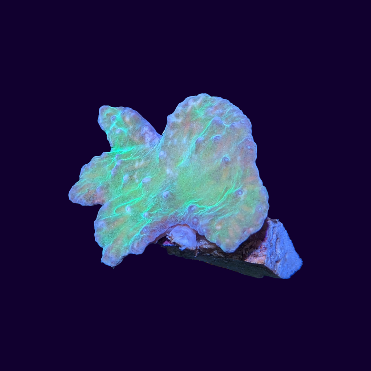 Green Cabbage Leather Coral