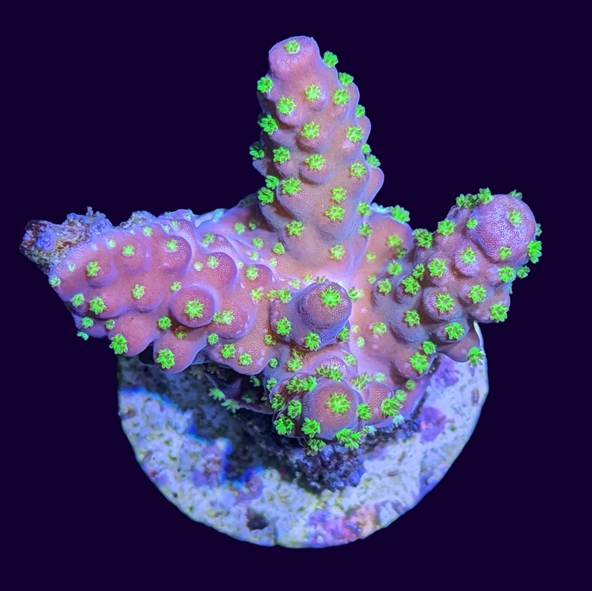 Acropora Frag (UK Grown)