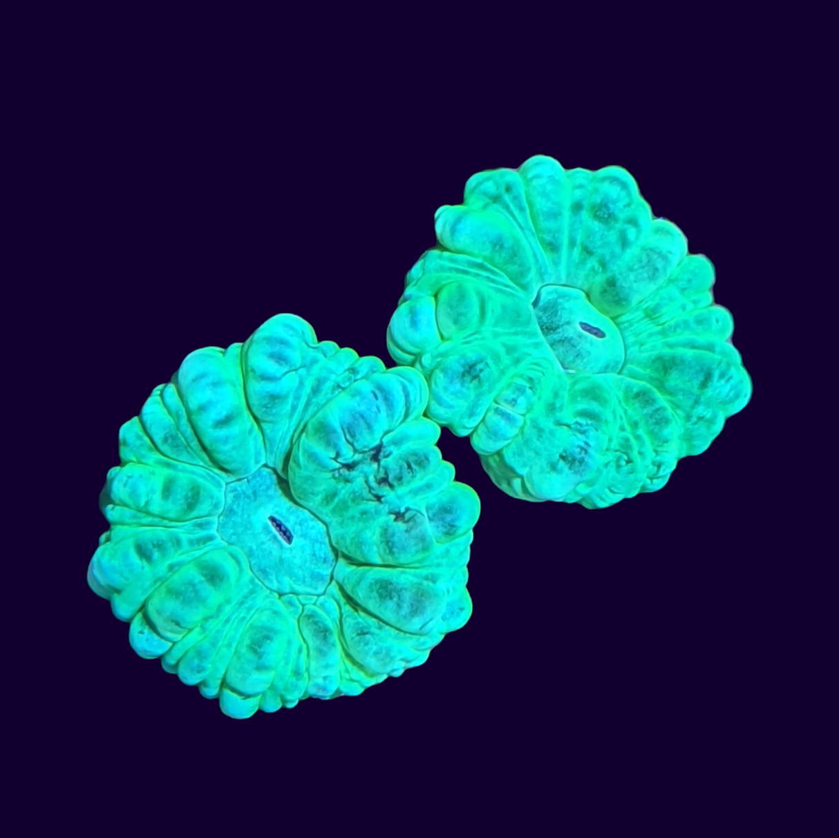 2 Head Green Candy Cane