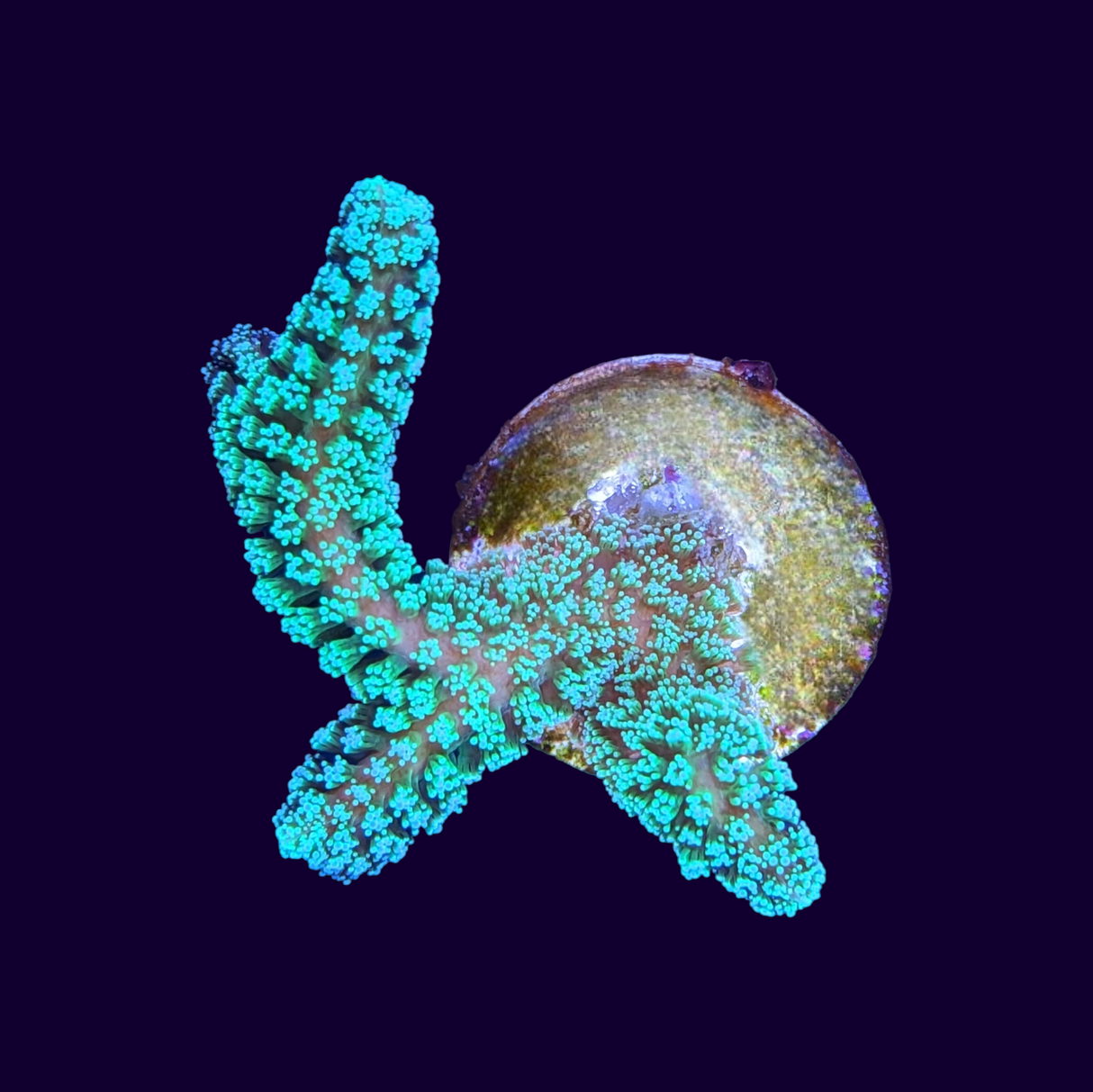 Stylophora