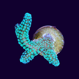 Stylophora