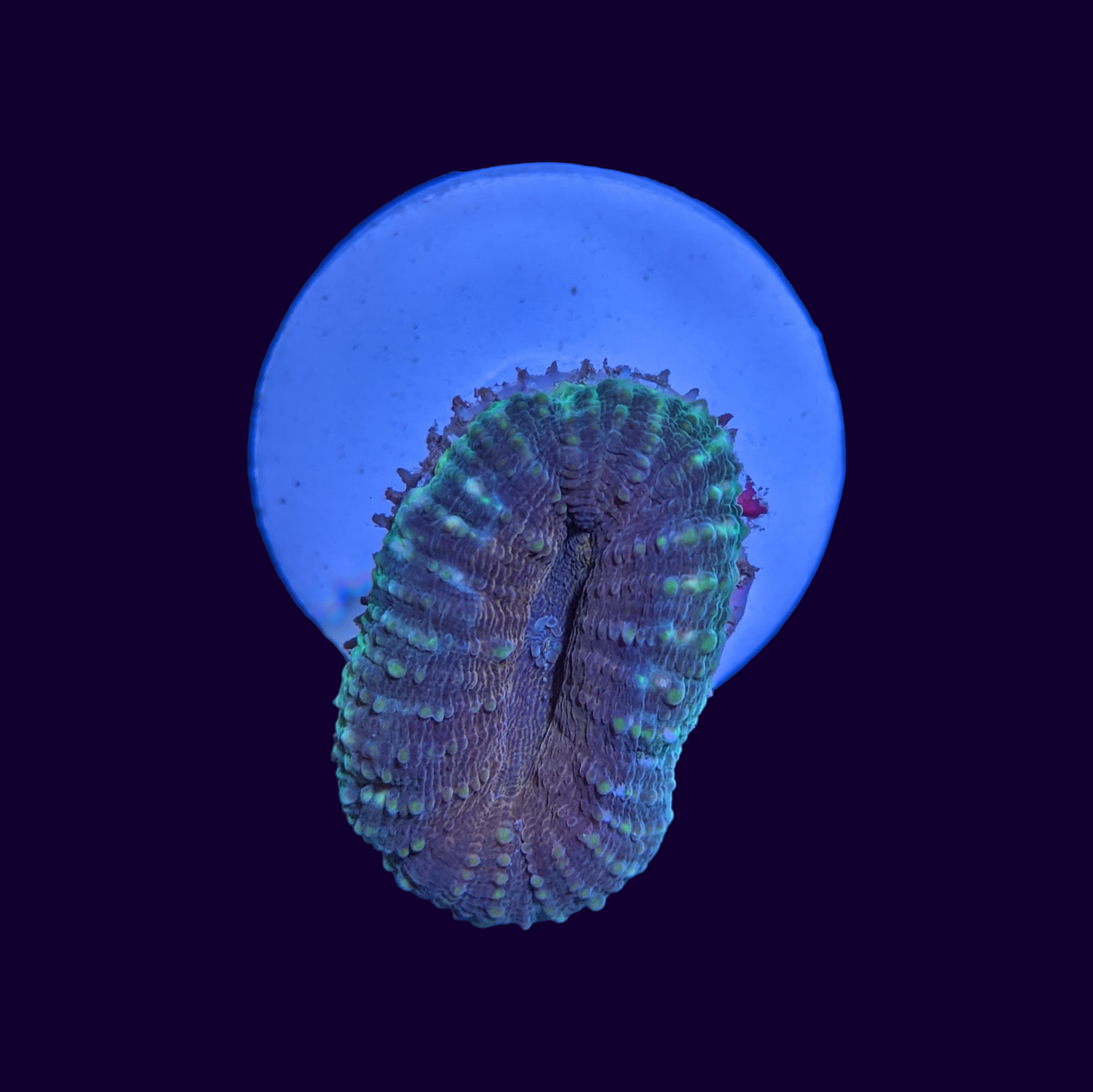 Lobophyllia