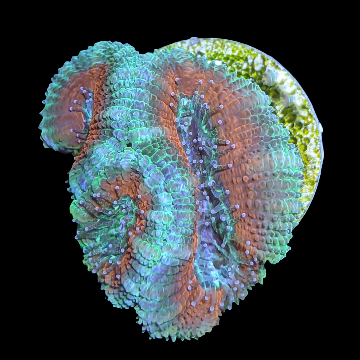Acanthastrea Lordhowensi
