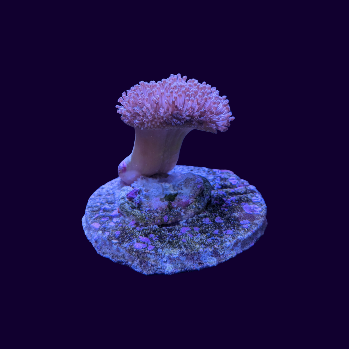 Toadstool Frag