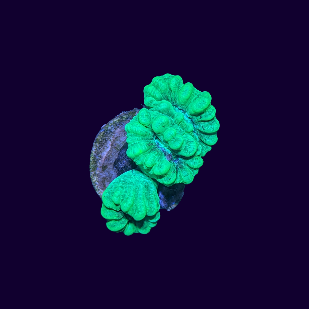 3 Head Green Candy Cane