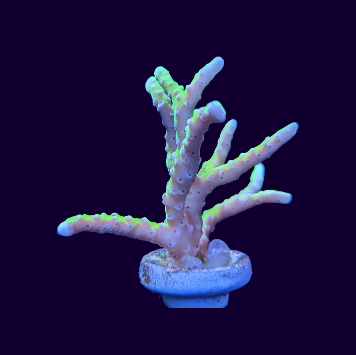 Electric Lemonade Anacropora Frag (UK Grown)