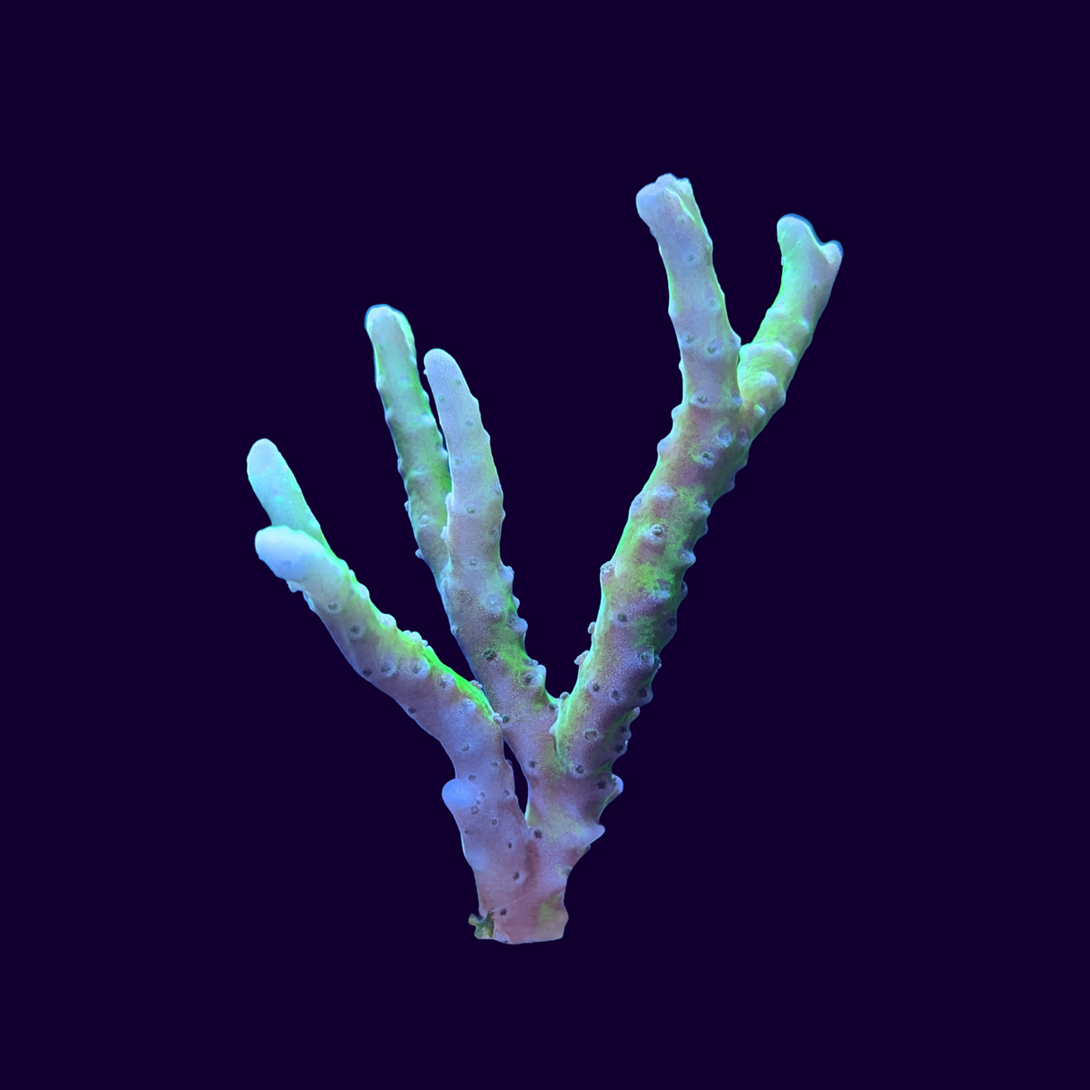 Electric Lemonade Anacropora Frag (UK Grown)