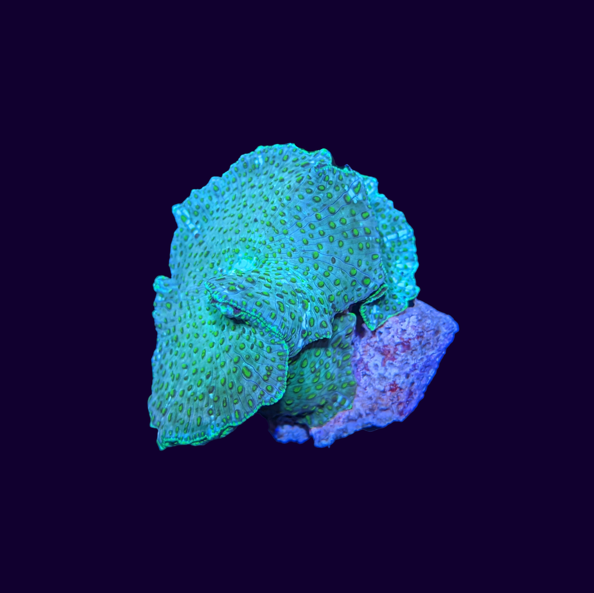 Green Spotted Discosoma Mushroom