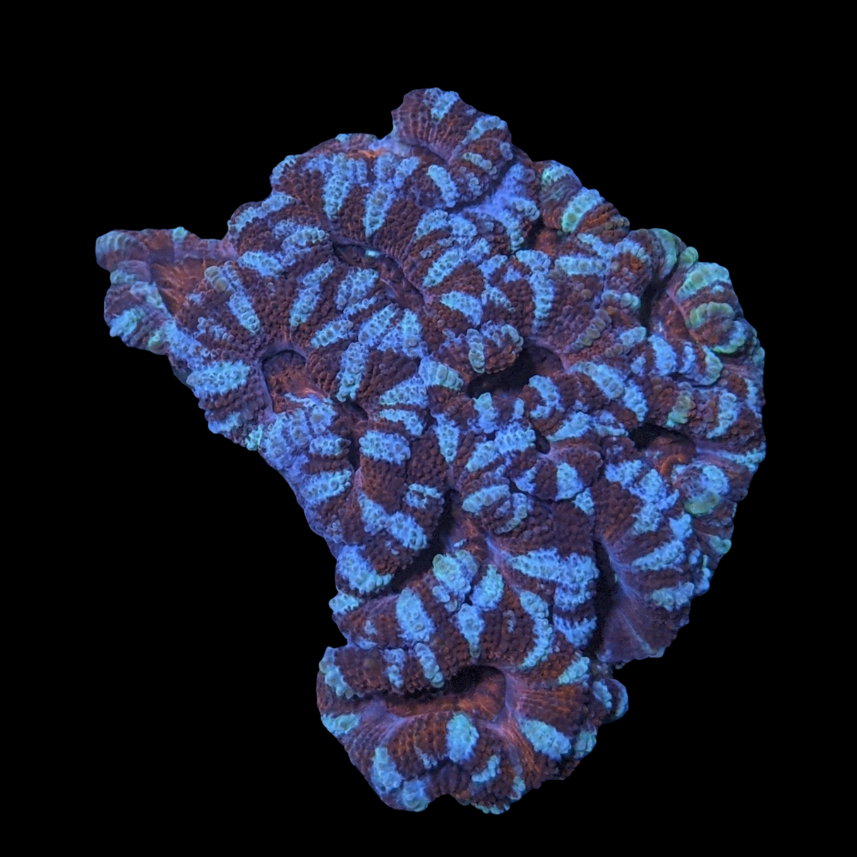 Acanthastrea Lordhowensi