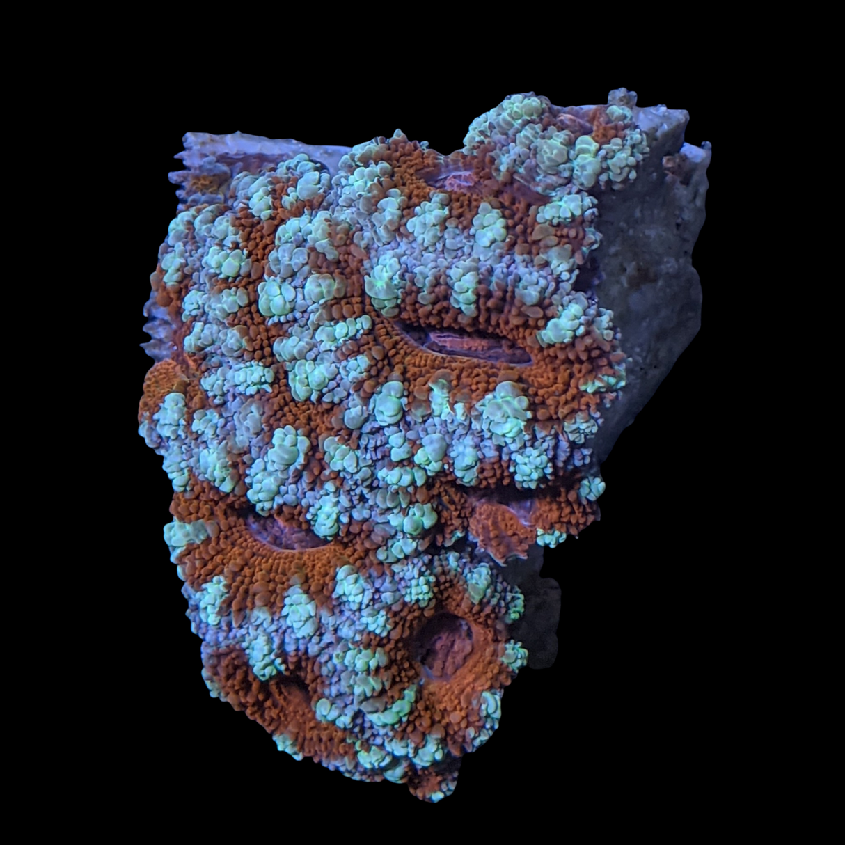 Acanthastrea Lordhowensi