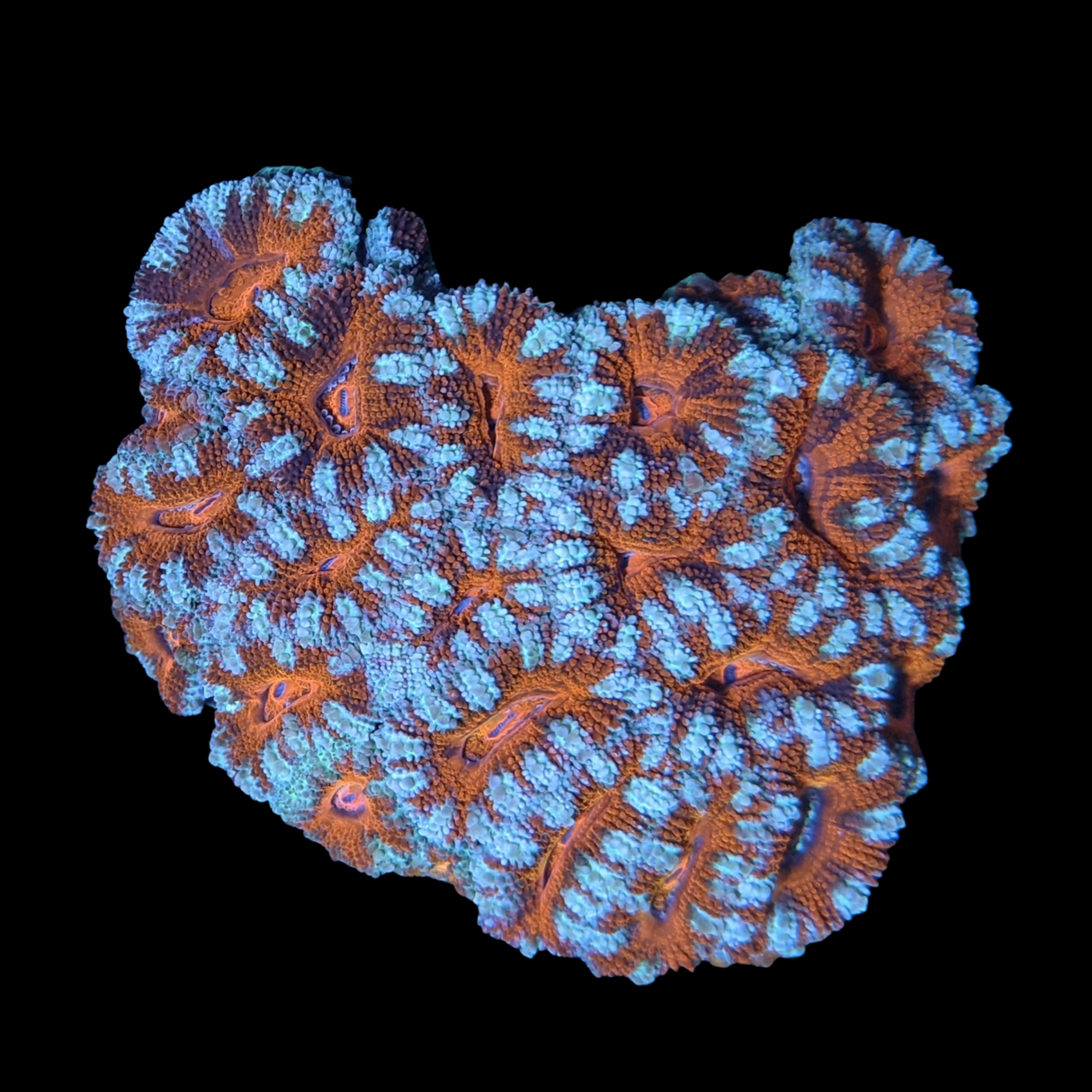 Acanthastrea Lordhowensi