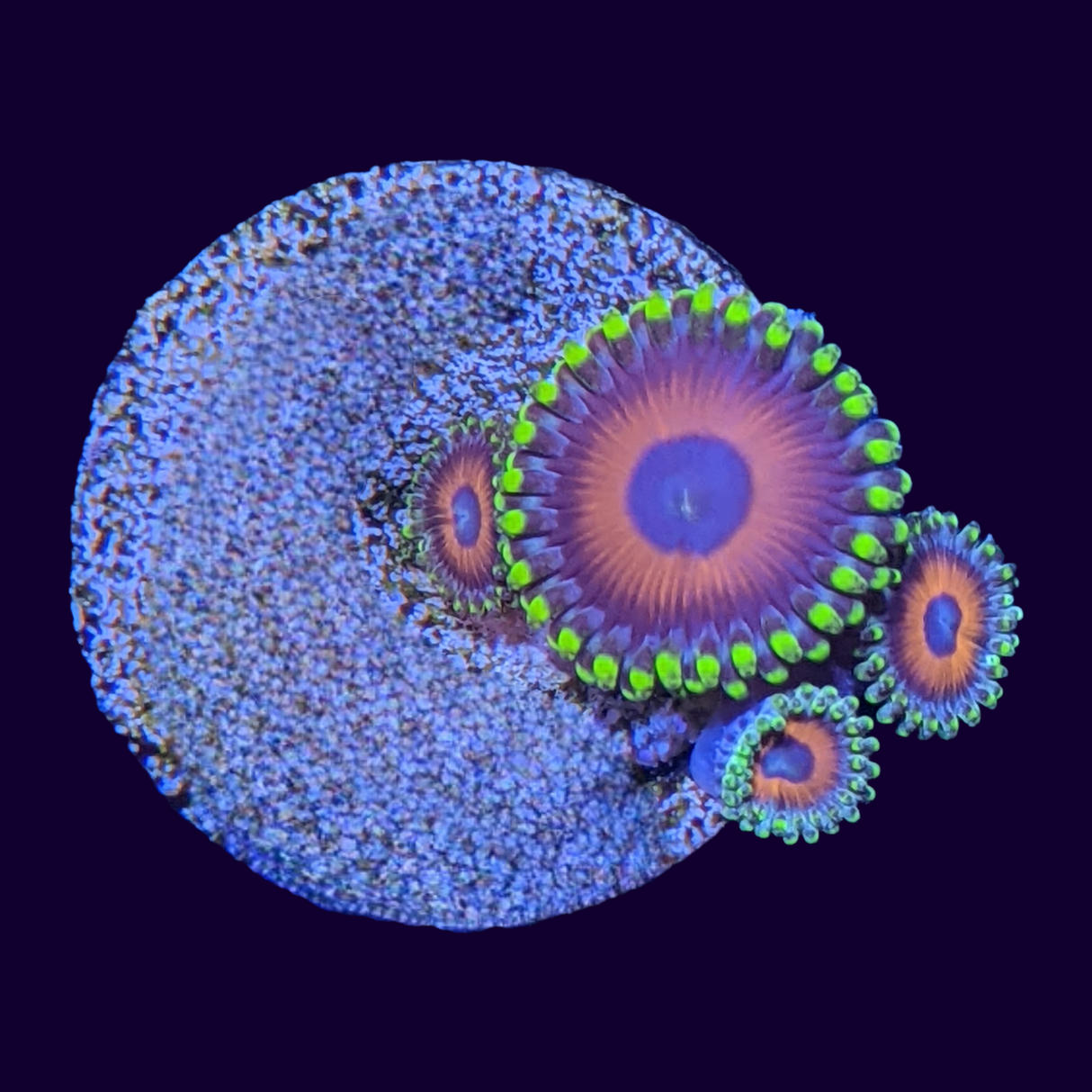 Eagle Eyes Zoas Frag