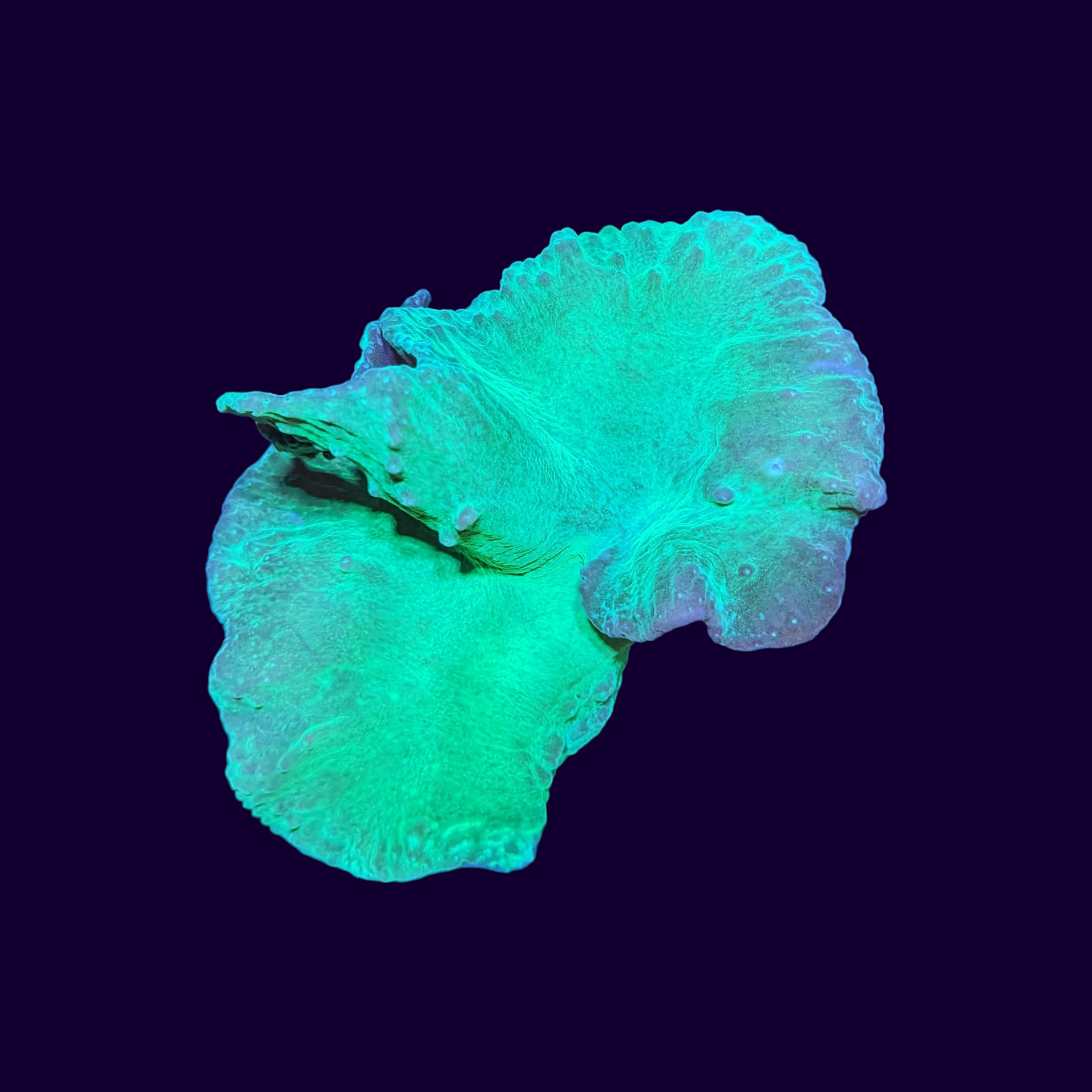 Neon Green Cabbage Leather Coral