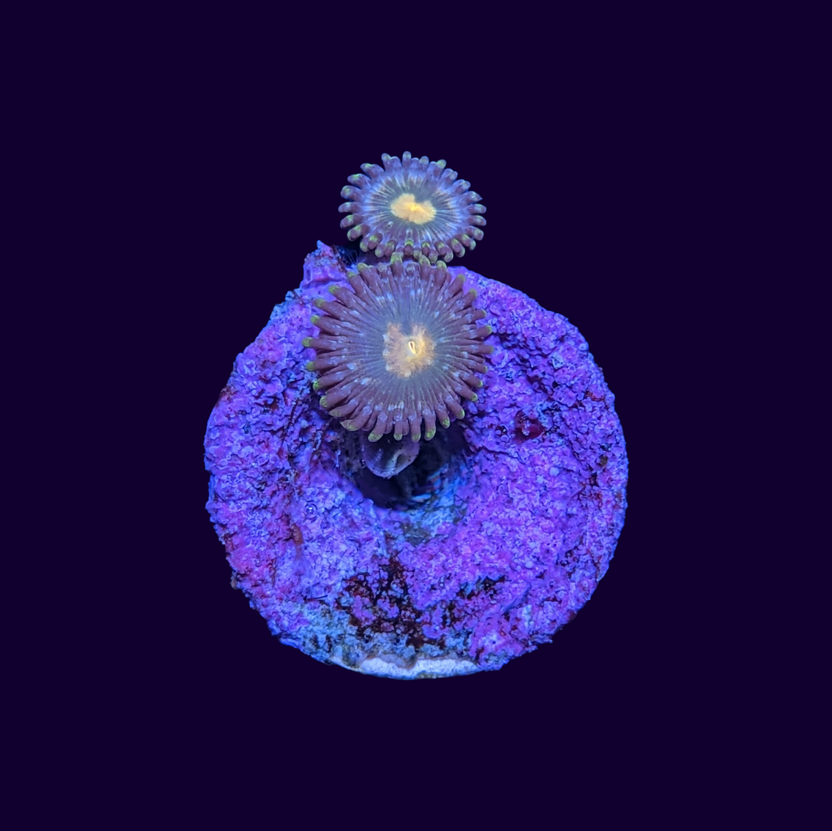 Zoa Frag