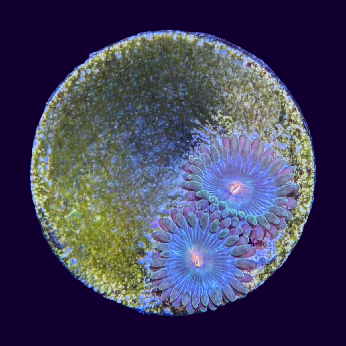 John Deere Zoa Frag