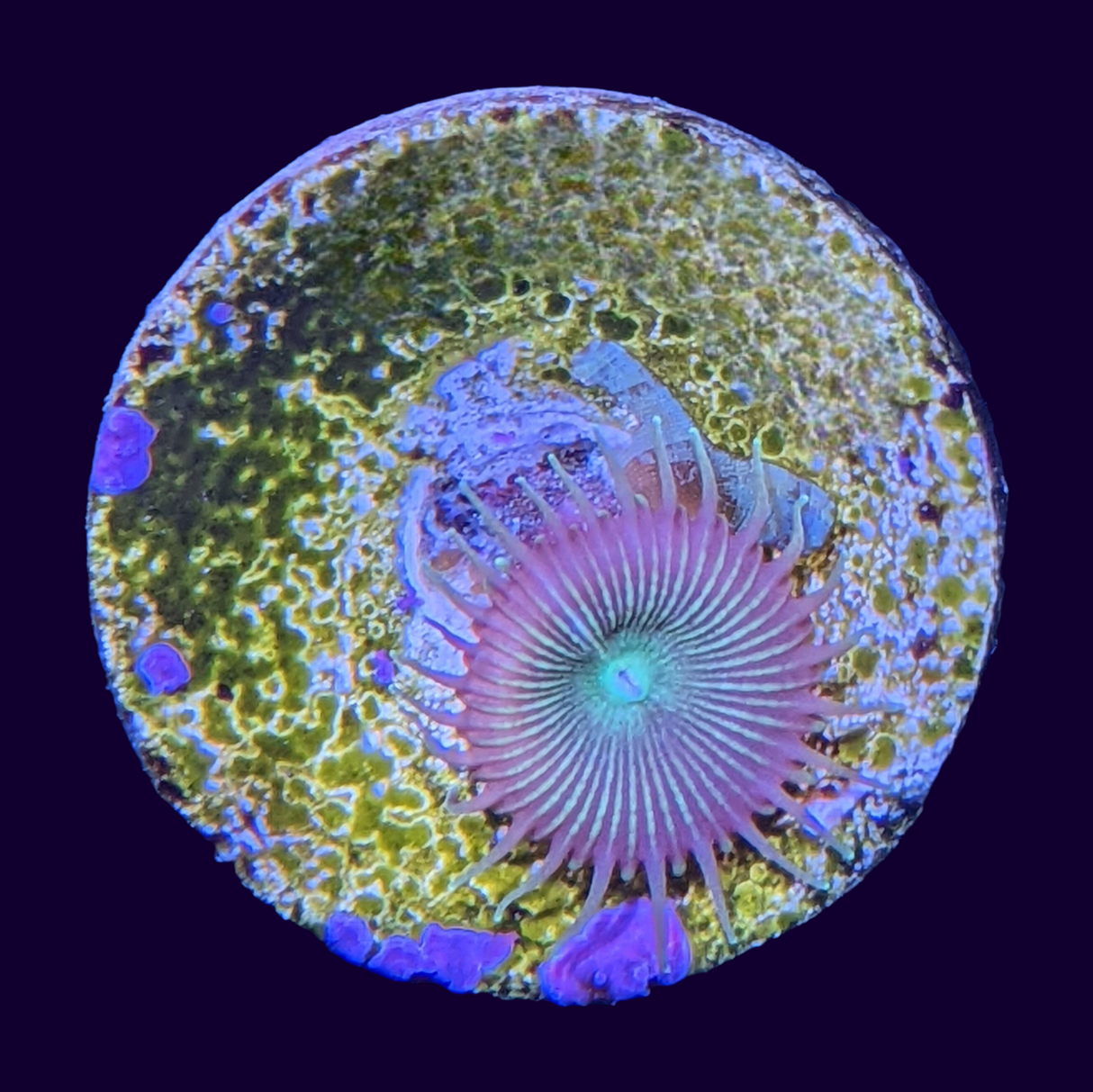 Paly Zoa Frag (UK Grown)